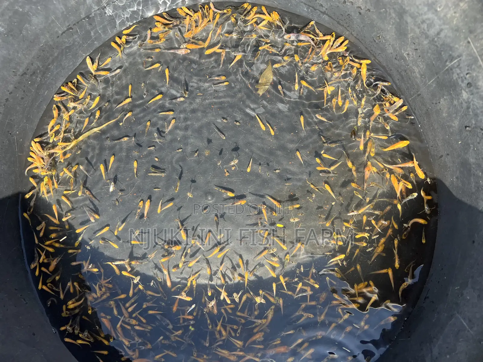 Fingerlings Ornamental Fish