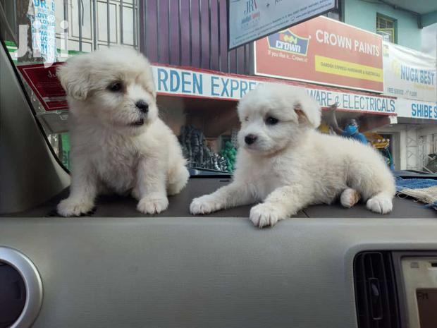 Female Purebred Japanese Spitz - main view