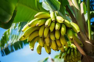Fresh Avocados and Bananas Supplier Per Kg