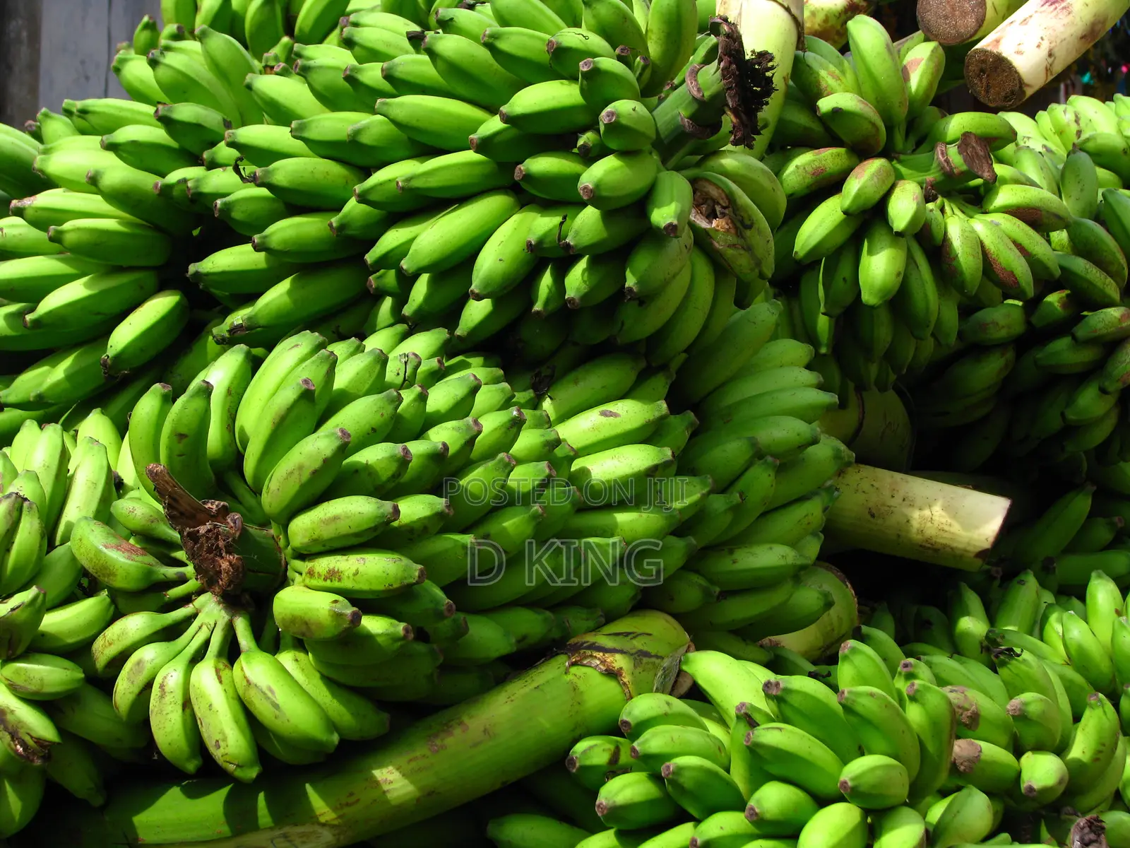 Fresh Avocados and Bananas Supplier Per Kg