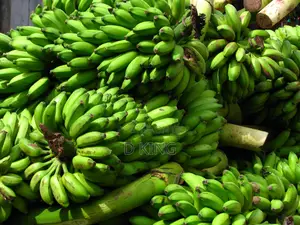 Fresh Avocados and Bananas Supplier Per Kg