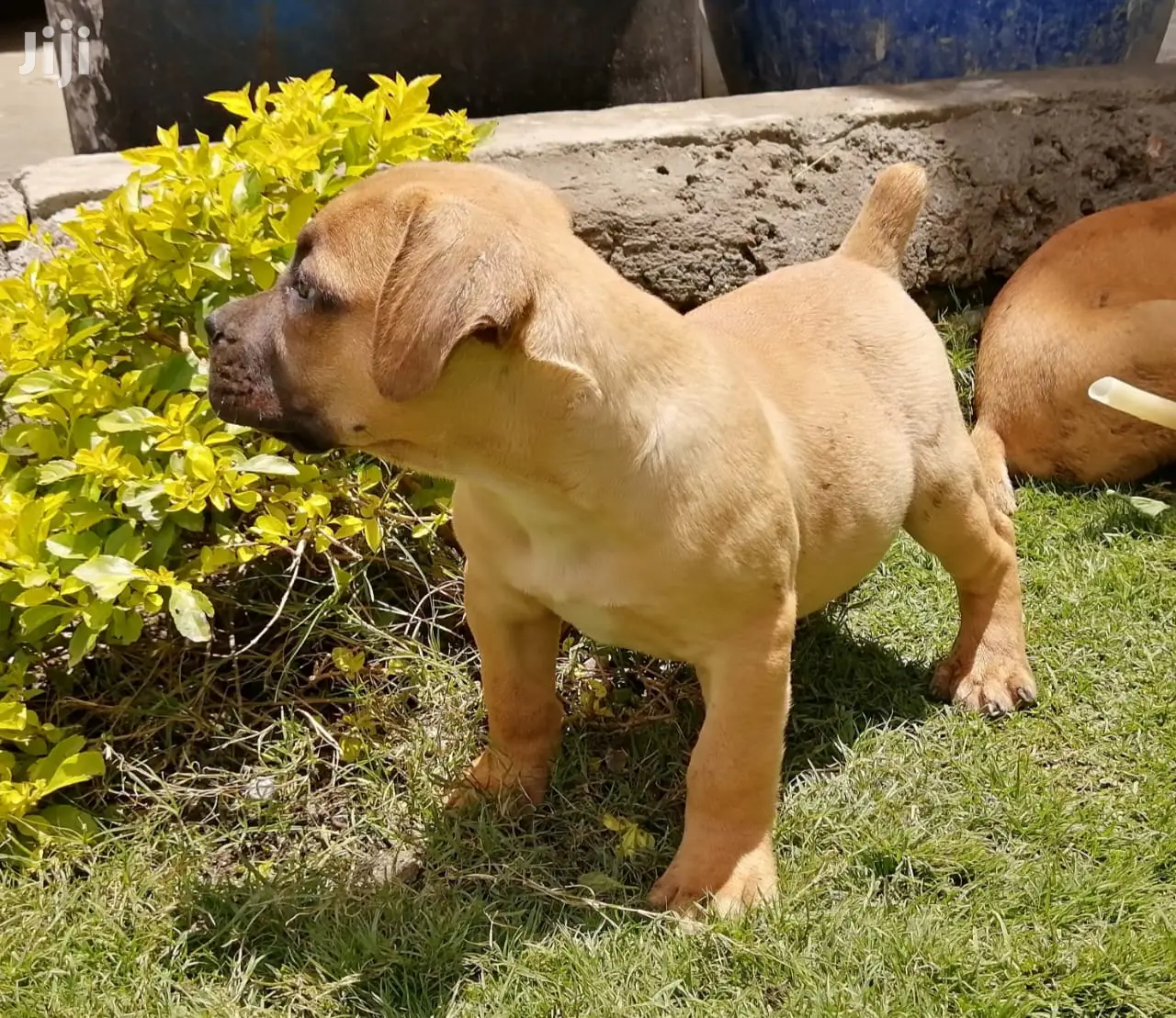 Young Male Purebred Boerboel