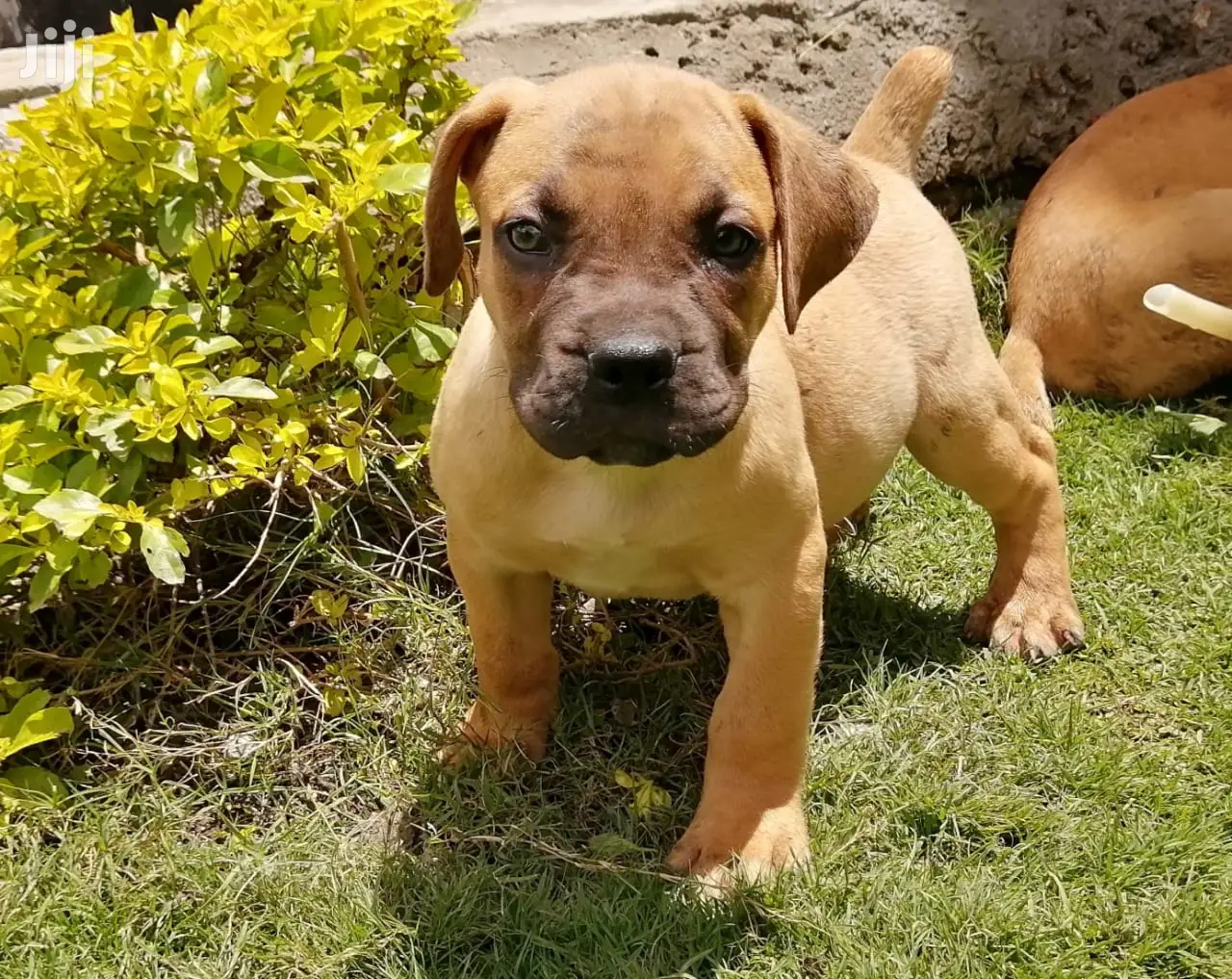 Young Female Purebred Boerboel