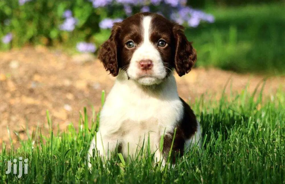 Baby Male Purebred English Springer Spaniel