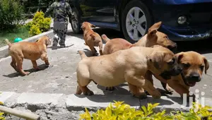 Baby Male Purebred Boerboel