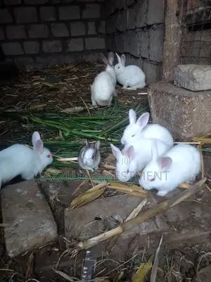 California Rabbits and New Zealand Rabbits