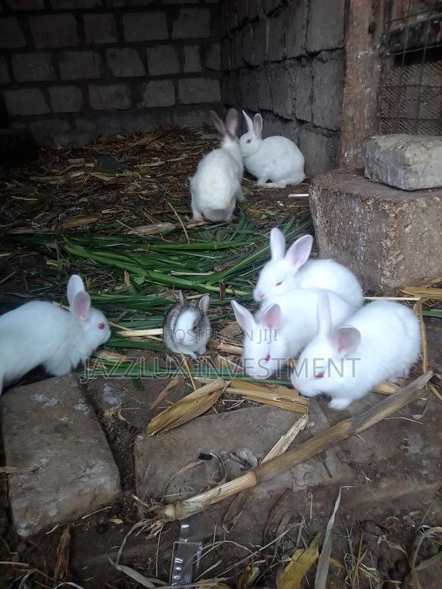 California Rabbits and New Zealand Rabbits