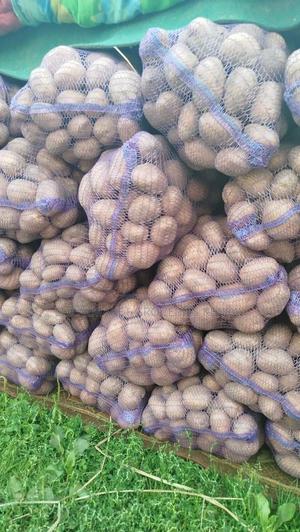 Irish Potato - main view