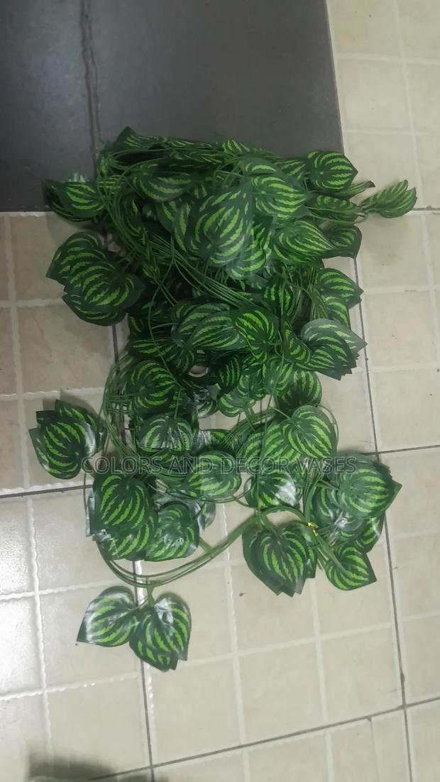 Dozen-12pcs Money Plants