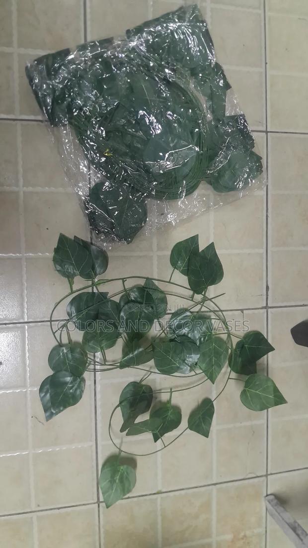 Dozen-12pcs Money Plants - thumbnail 2