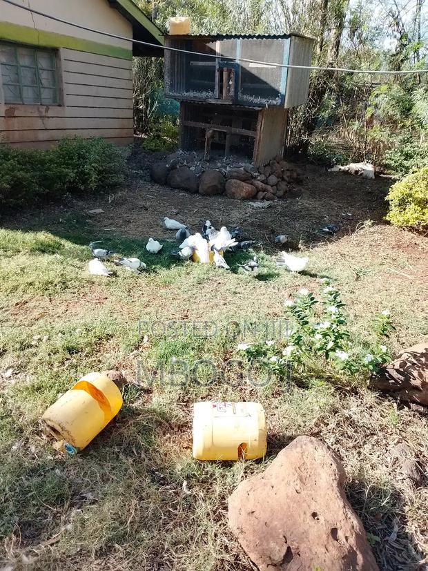 Homing Pigeons - main view