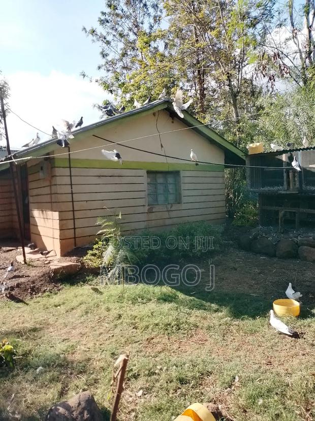 Homing Pigeons - thumbnail 3