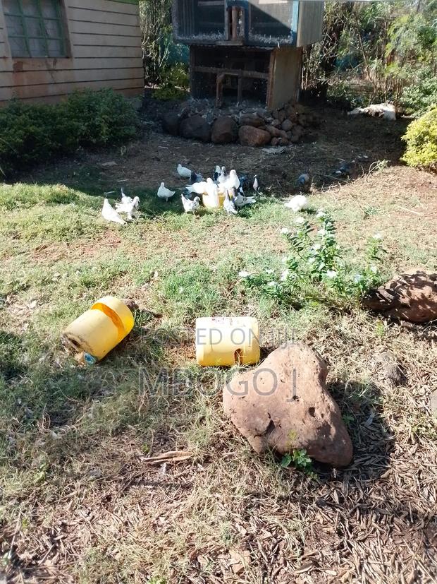 Homing Pigeons - thumbnail 4