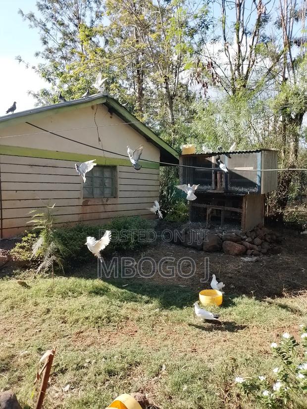 Homing Pigeons - thumbnail 5