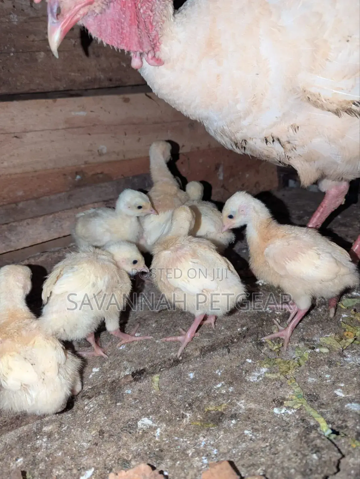Young Turkeys, Known as Poults, White Holland Turkey Breed -1wk Old
