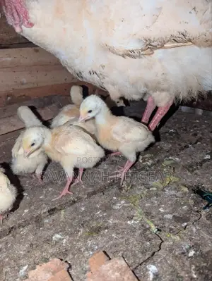 Young Turkeys, Known as Poults, White Holland Turkey Breed -1wk Old