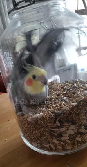 Adult Cockatiel - thumbnail 2