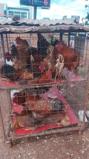 Kuku Kienyeji /Chicken