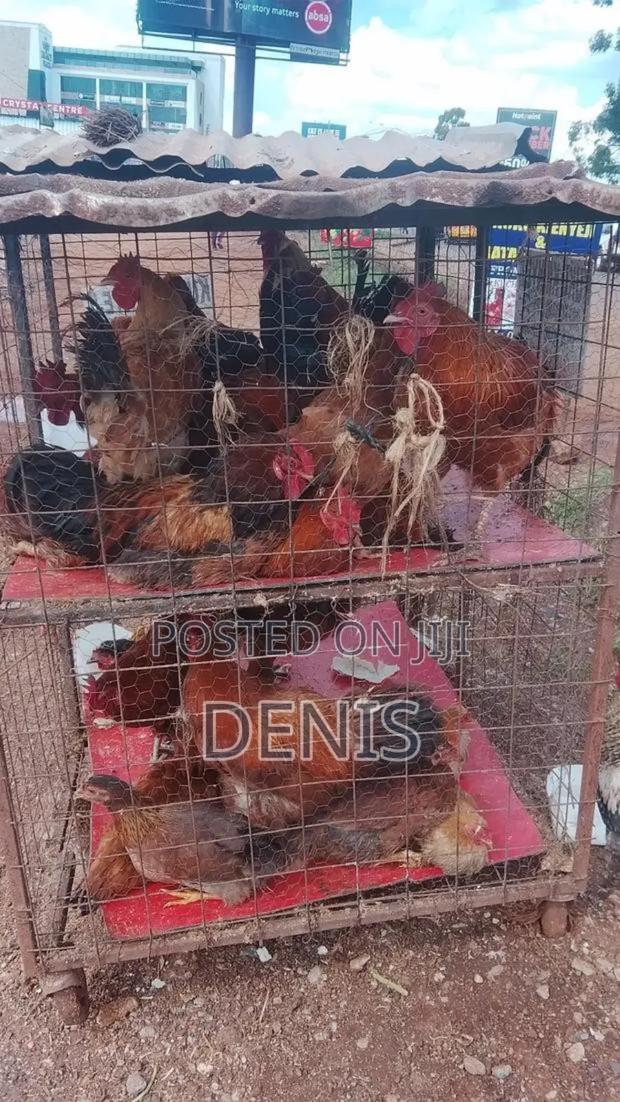 Kuku Kienyeji /Chicken - thumbnail 2