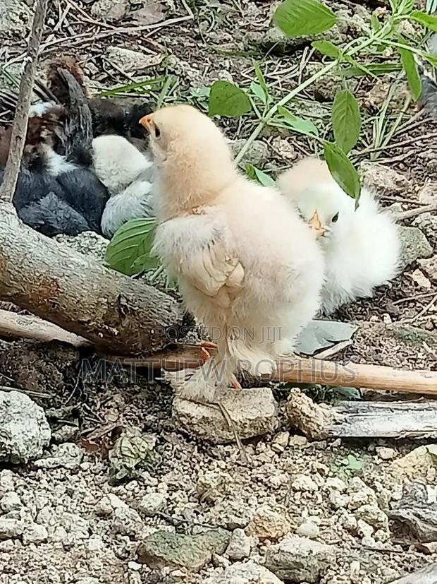 Brahma Eggs Available 250 Tu