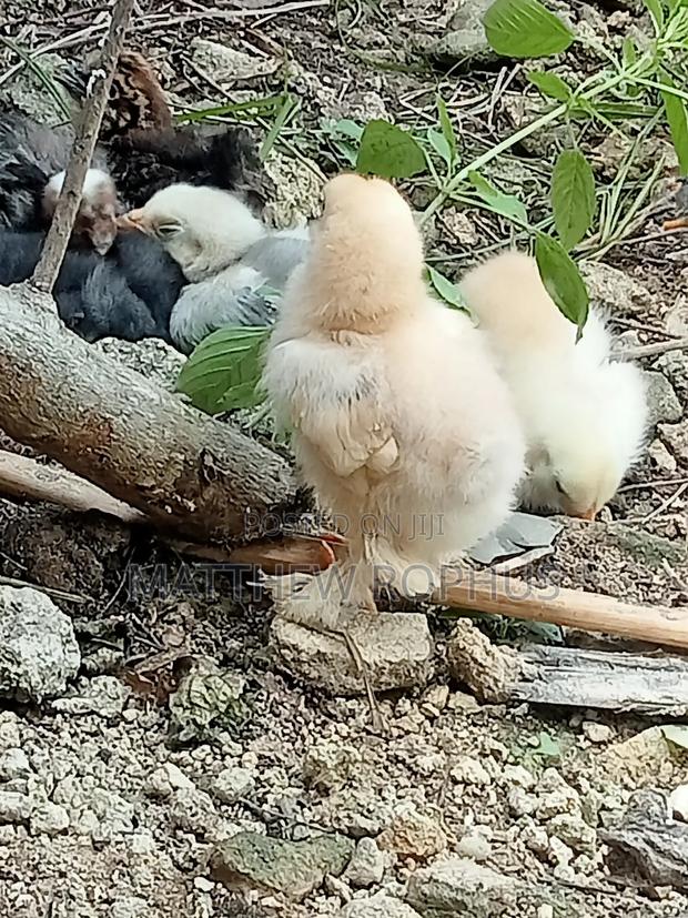 Brahma Eggs Available 250 Tu - thumbnail 2