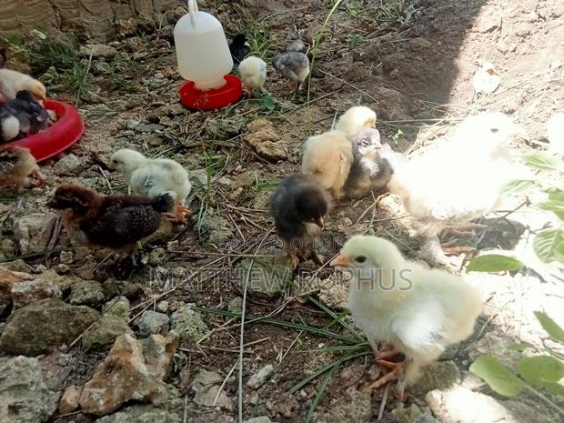 Brahma Eggs Available 250 Tu - thumbnail 3