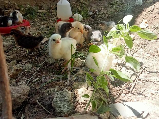Brahma Eggs Available 250 Tu - thumbnail 4
