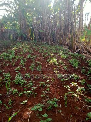 5 Acres on Sale Ta Kamahuha - thumbnail 2