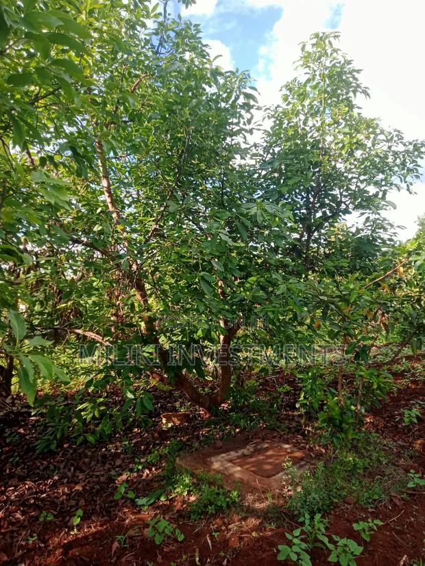 5 Acres on Sale Ta Kamahuha - thumbnail 3