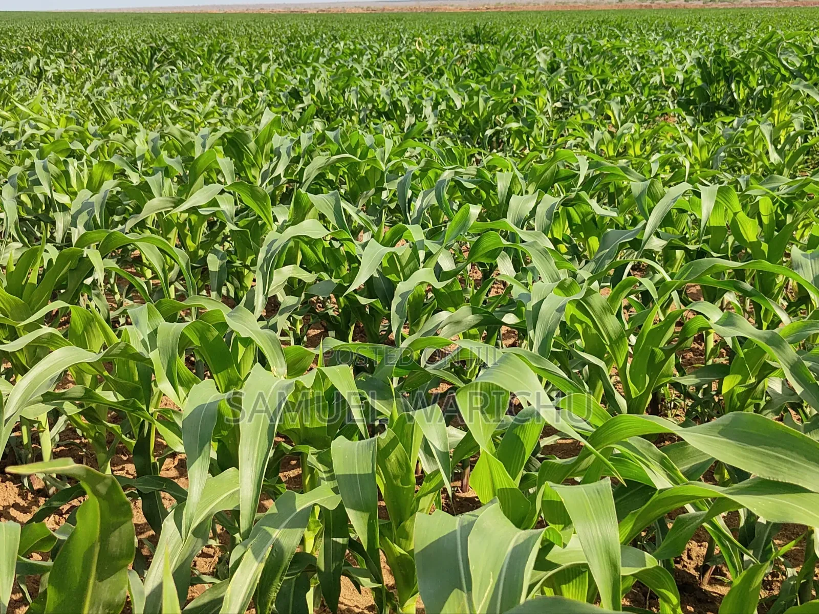 1 ACRE Prime Property on Sale Marereni Malindi
