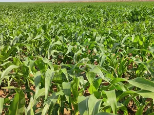 1 ACRE Prime Property on Sale Marereni Malindi