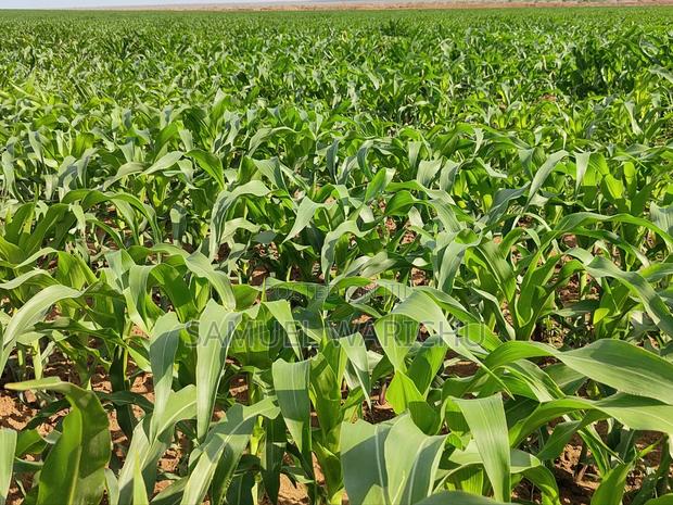 1 ACRE Prime Property on Sale Marereni Malindi - thumbnail 3