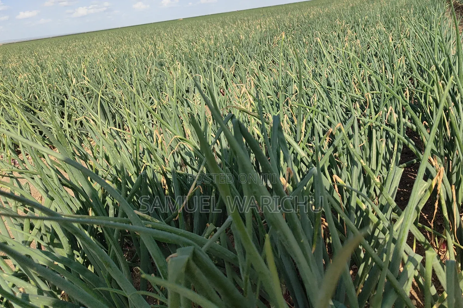 1 ACRE Prime Property on Sale Marereni Malindi