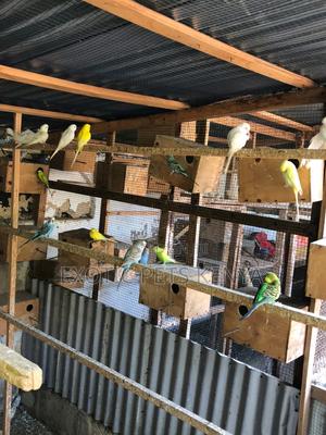 Parakeet Birds - thumbnail 2