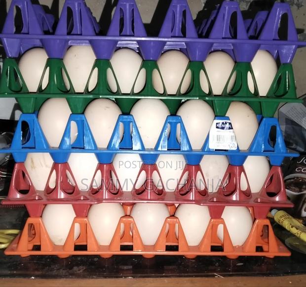 Fertilized Sasso F1 Eggs - main view