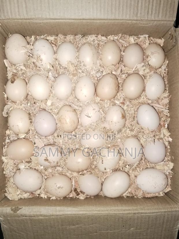 Fertilized Sasso F1 Eggs - thumbnail 4