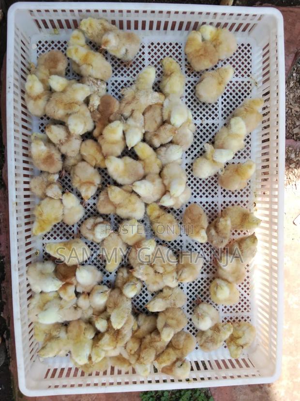 Fertilized Sasso F1 Eggs - thumbnail 7