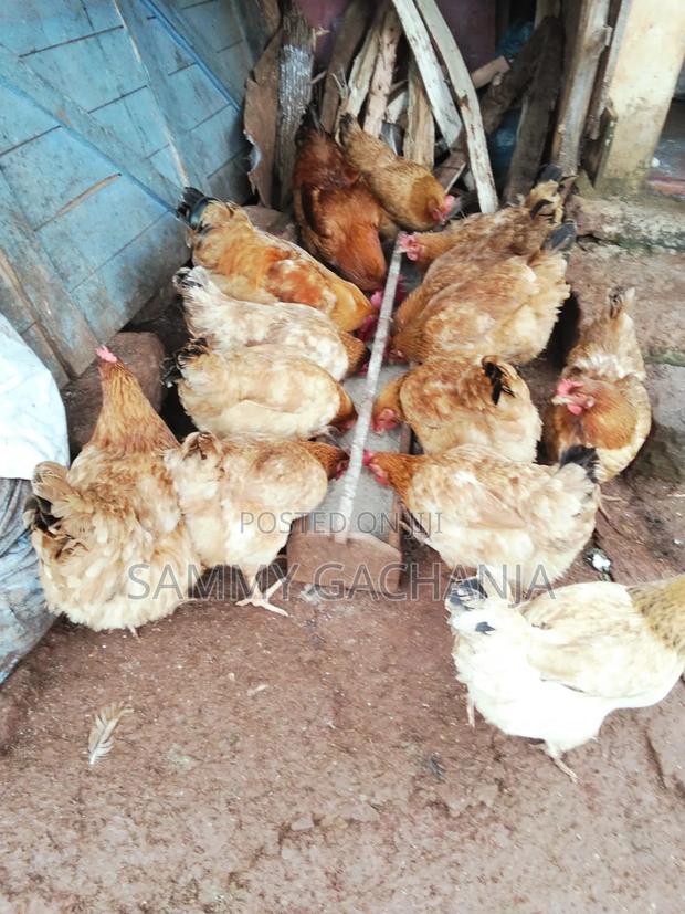 Fertilized Sasso F1 Eggs - thumbnail 3