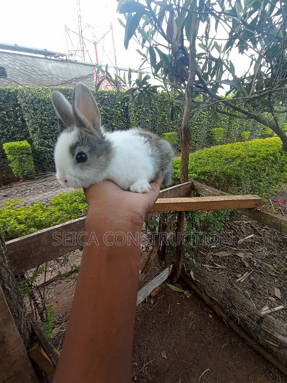 Rabbit, Hybrid Bunnies