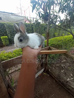 Rabbit, Hybrid Bunnies