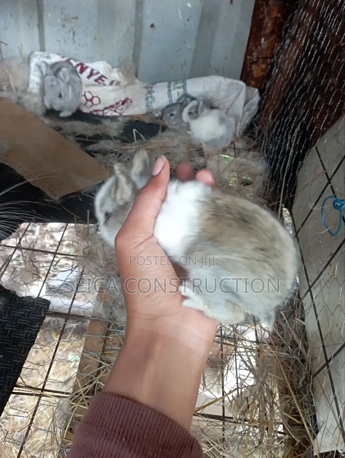 Rabbit, Hybrid Bunnies