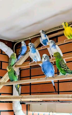 Budgies Pets - main view