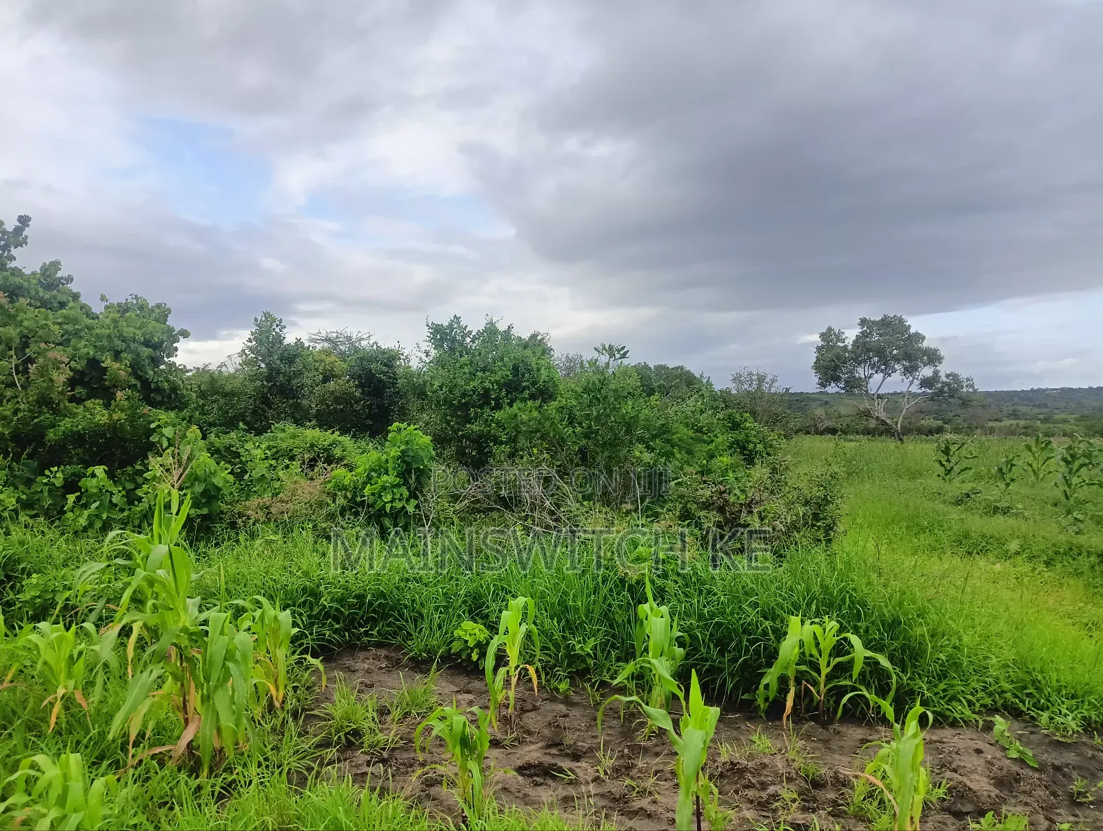 Prime 65 Acres Block