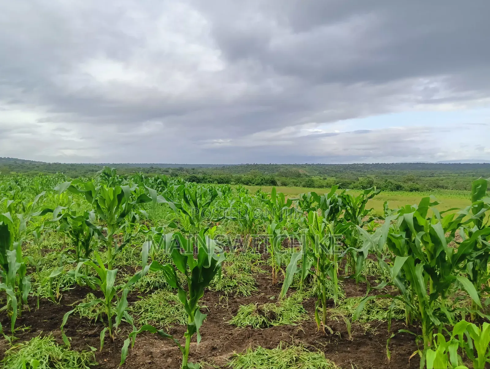 Prime 65 Acres Block
