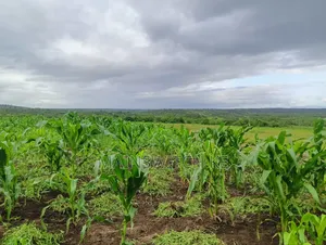 Prime 65 Acres Block