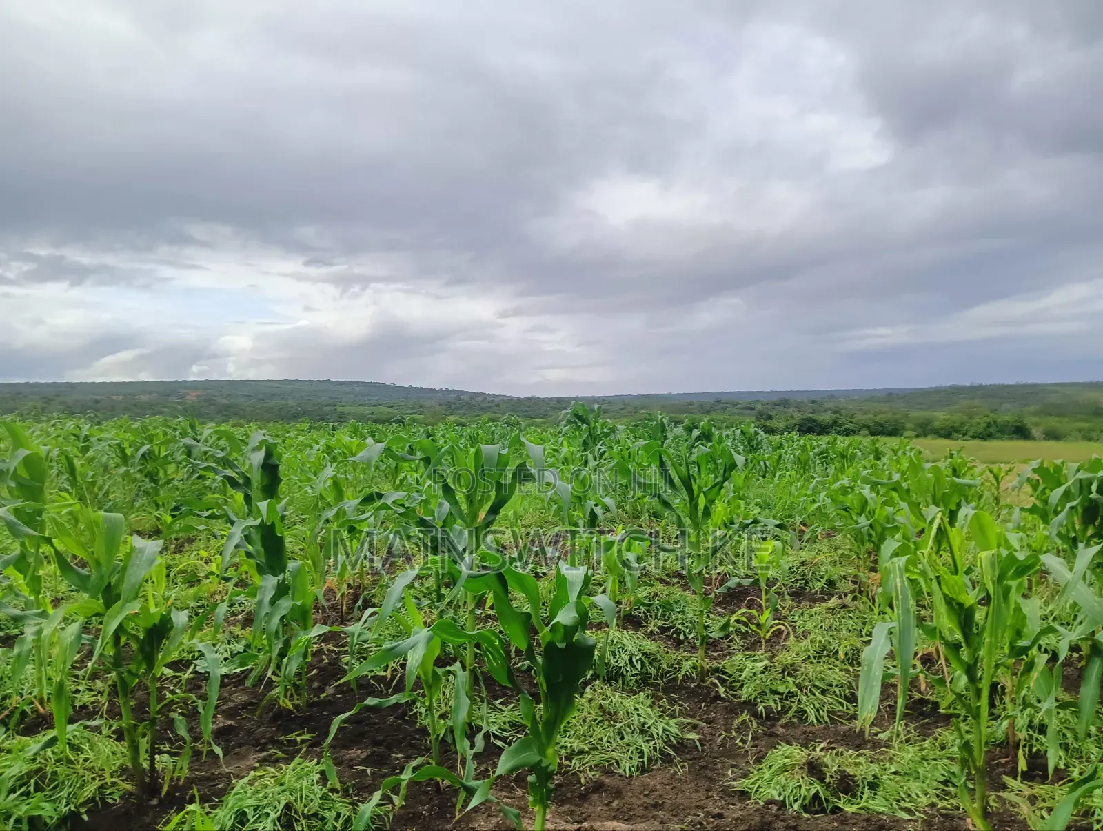 Prime 65 Acres Block