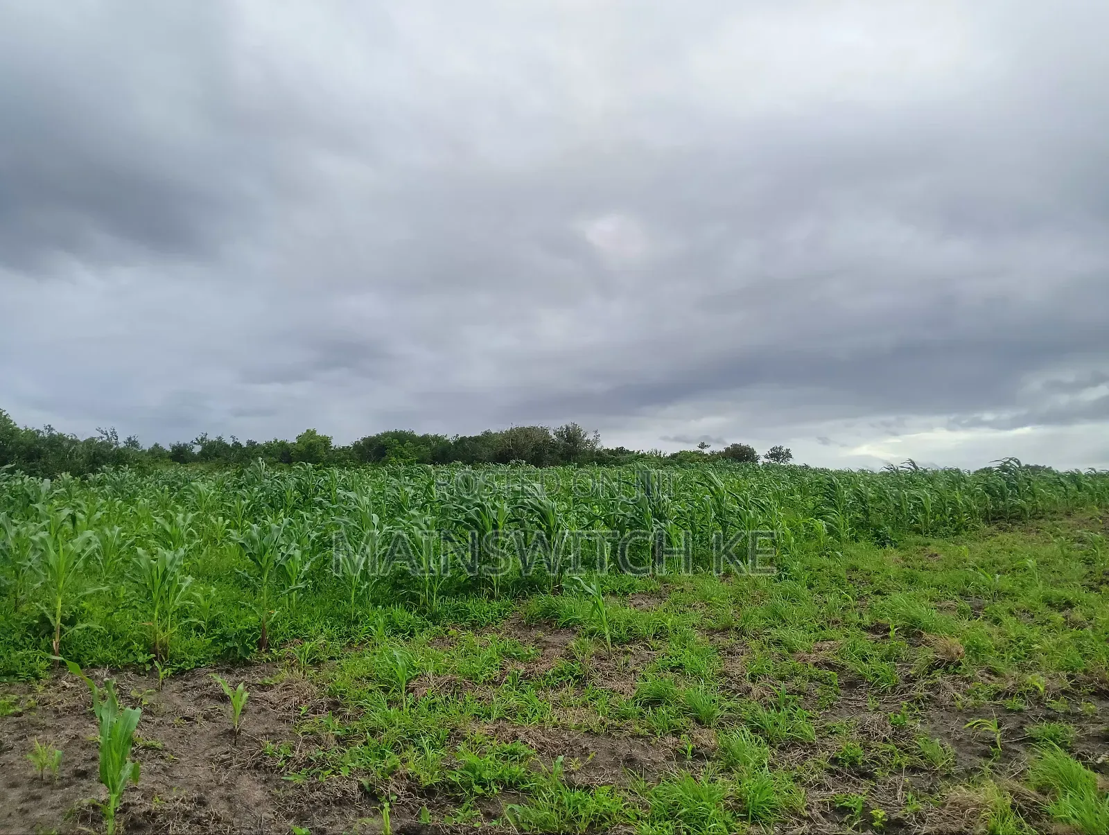 Prime 65 Acres Block