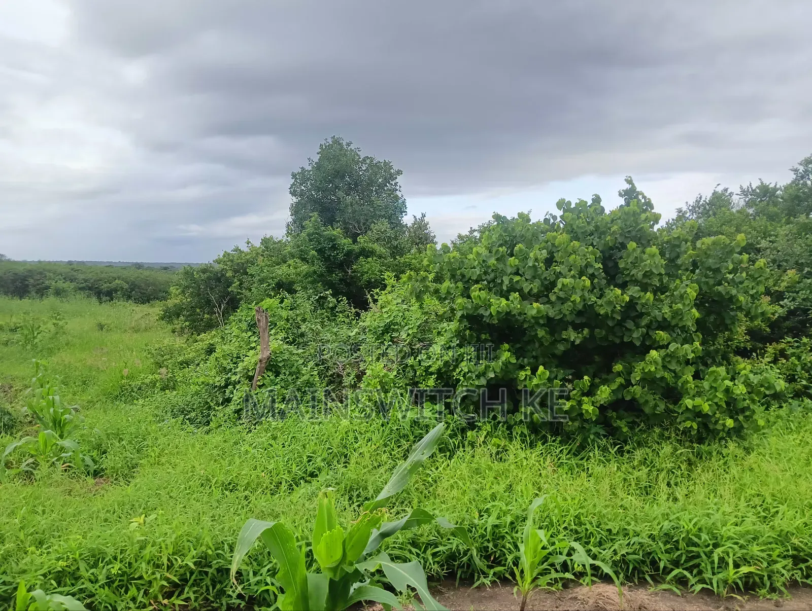 Prime 65 Acres Block
