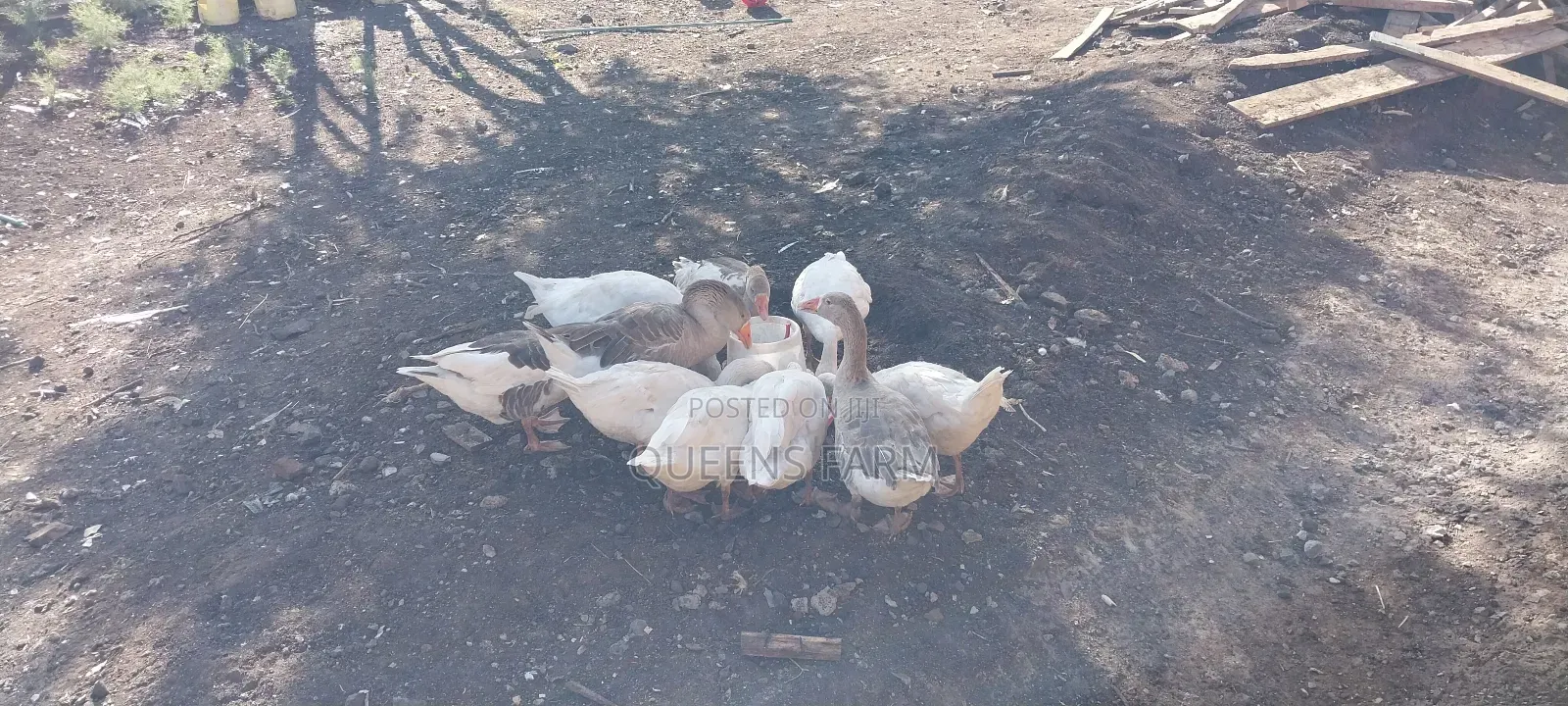 Emden Goose