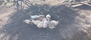 Emden Goose